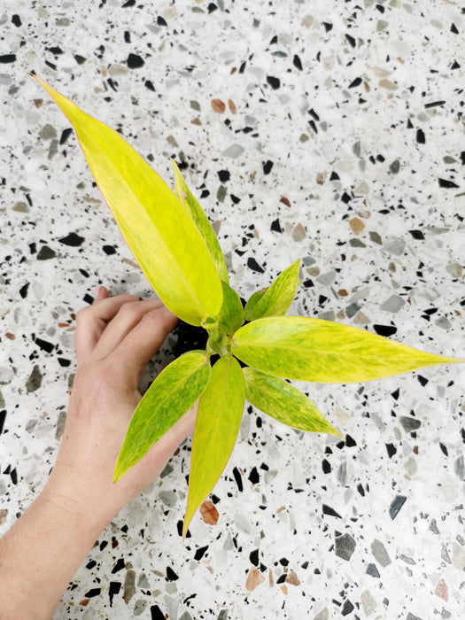 Philodendron calkins gold