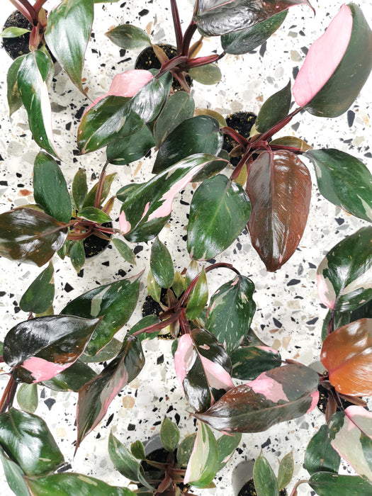 Philodendron pink princess - Small