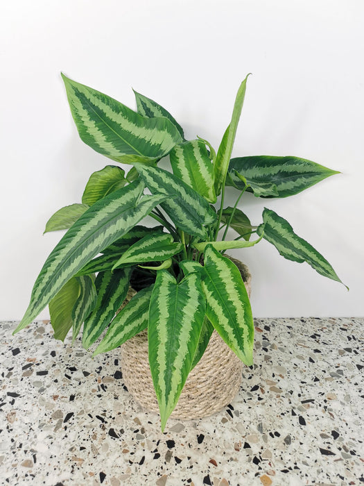 Schismatoglottis wallichii