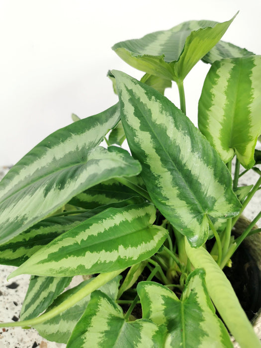 Schismatoglottis wallichii