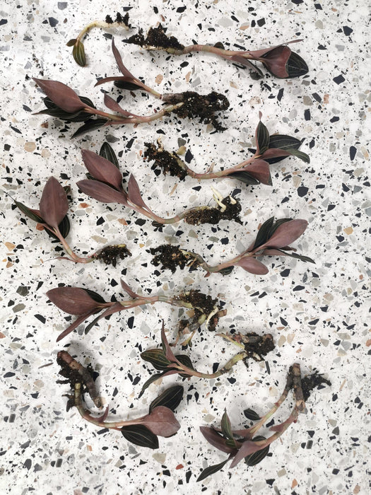 Ludisia discolor