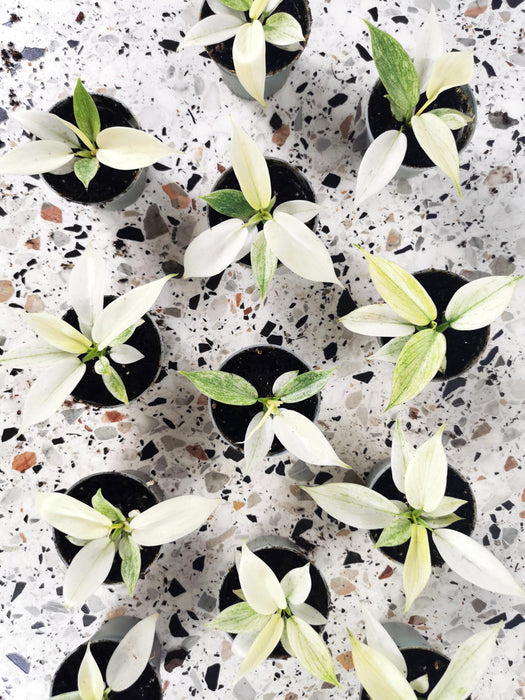 Philodendron florida ghost - Small