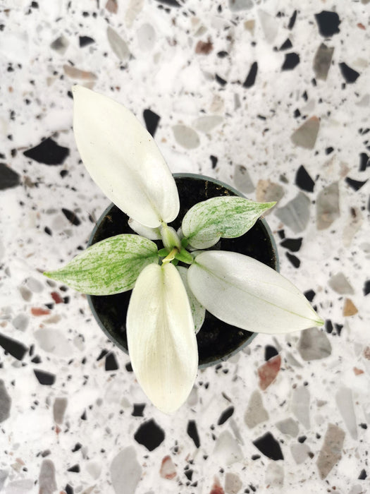 Philodendron florida ghost - Small