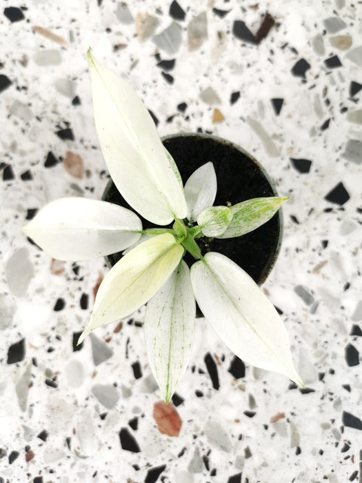 Philodendron florida ghost - Small