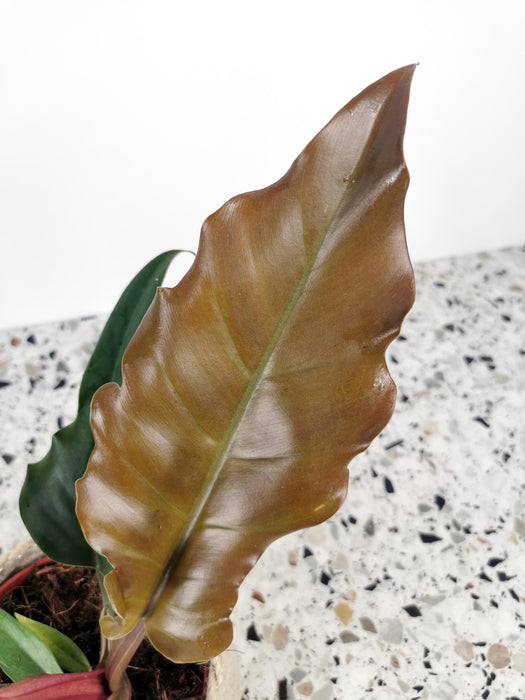 Philodendron caramel pluto