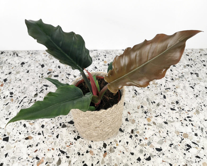 Philodendron caramel pluto