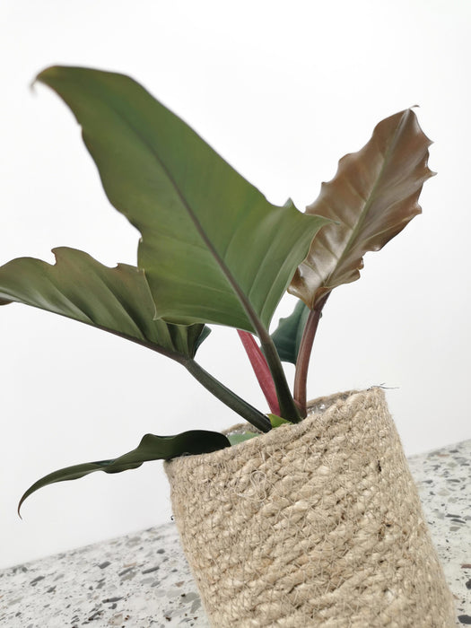 Philodendron caramel pluto