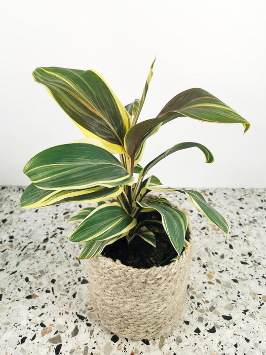 Cordyline chocolate queen