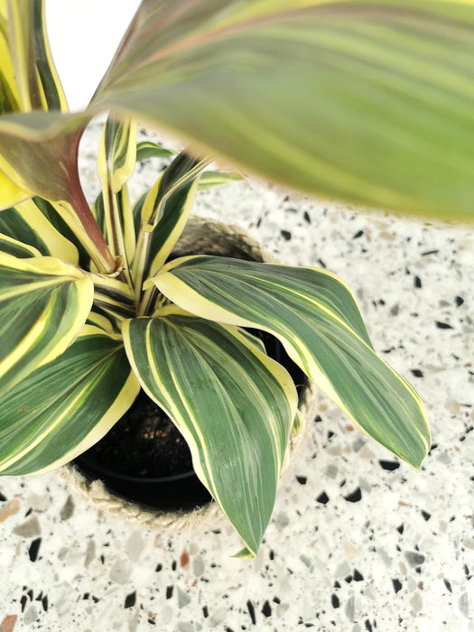 Cordyline chocolate queen
