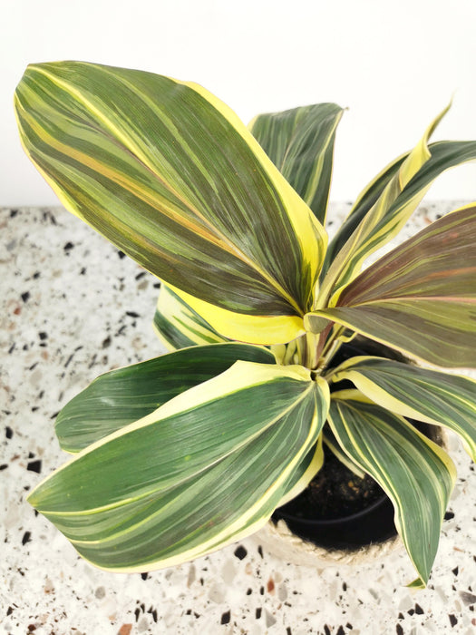 Cordyline chocolate queen