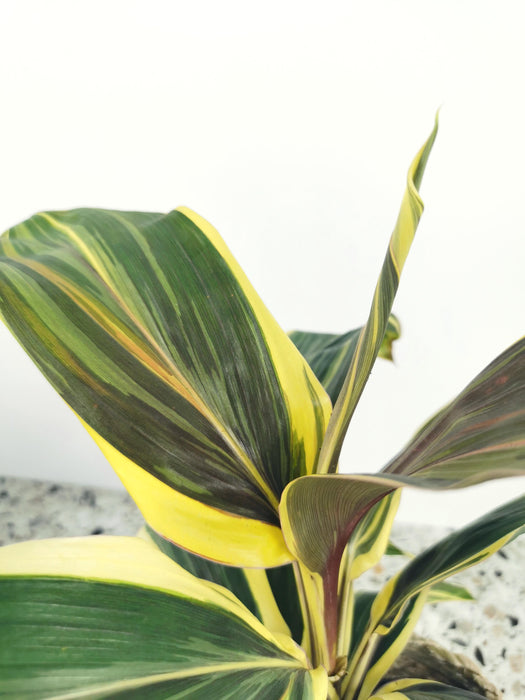 Cordyline chocolate queen