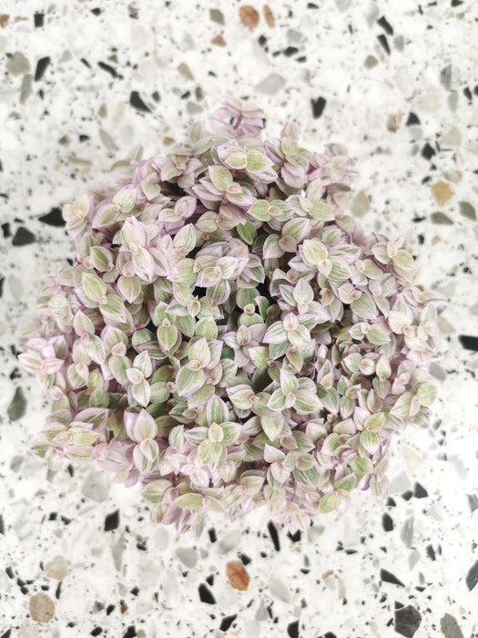 Callisia rosata