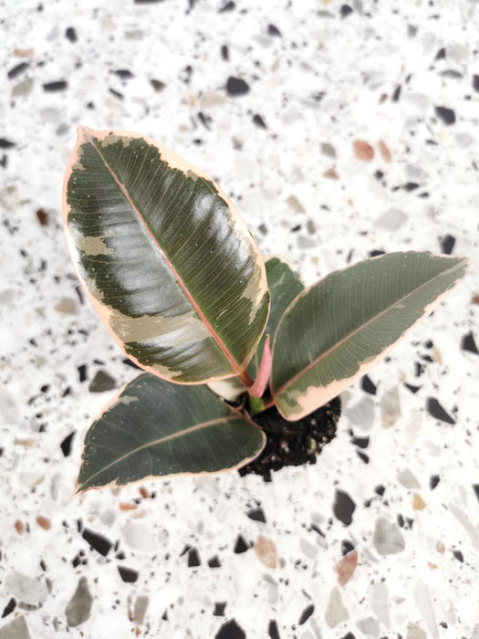 Ficus elastica belize