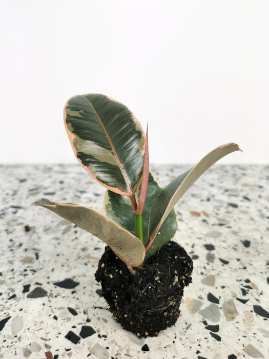 Ficus elastica belize