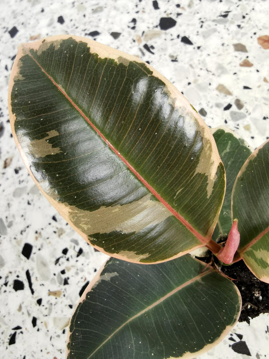 Ficus elastica belize