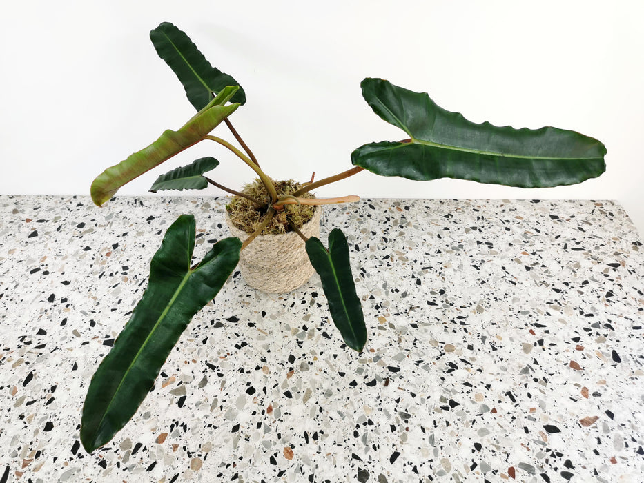 Philodendron atabapoense