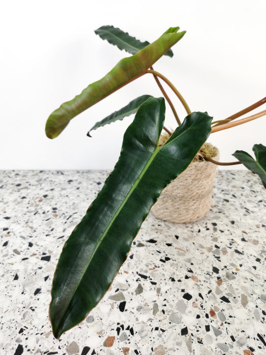 Philodendron atabapoense