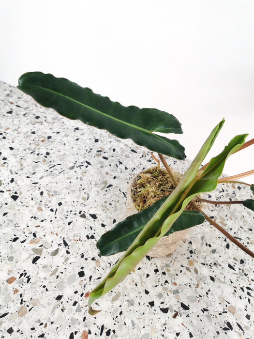 Philodendron atabapoense