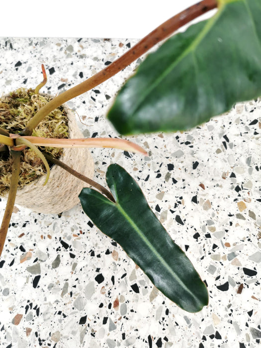 Philodendron atabapoense