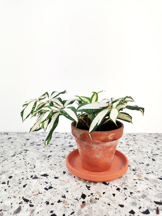 Dracaena Surculosa milky way variegated