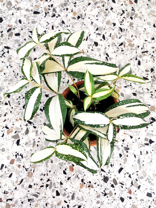 Dracaena Surculosa milky way variegated