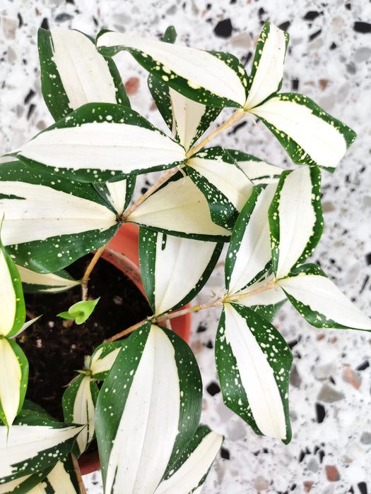 Dracaena Surculosa milky way variegated