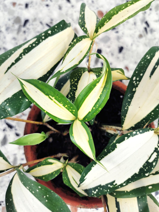 Dracaena Surculosa milky way variegated