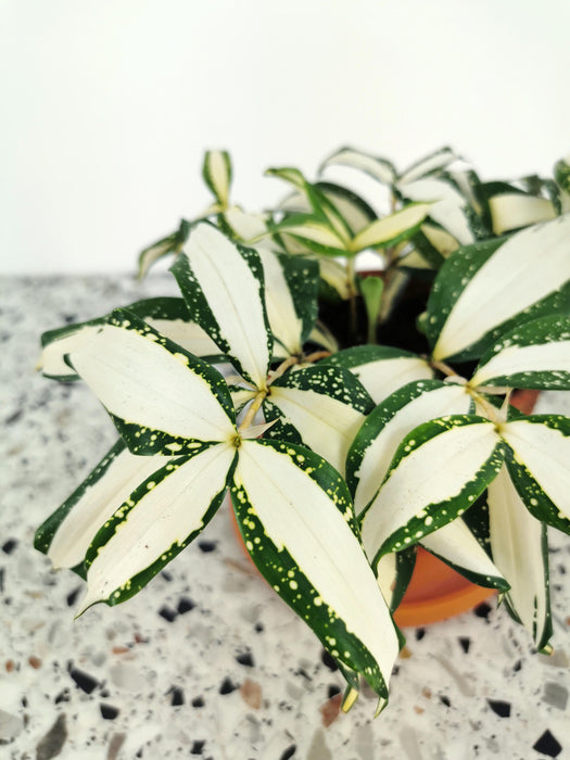 Dracaena Surculosa milky way variegated