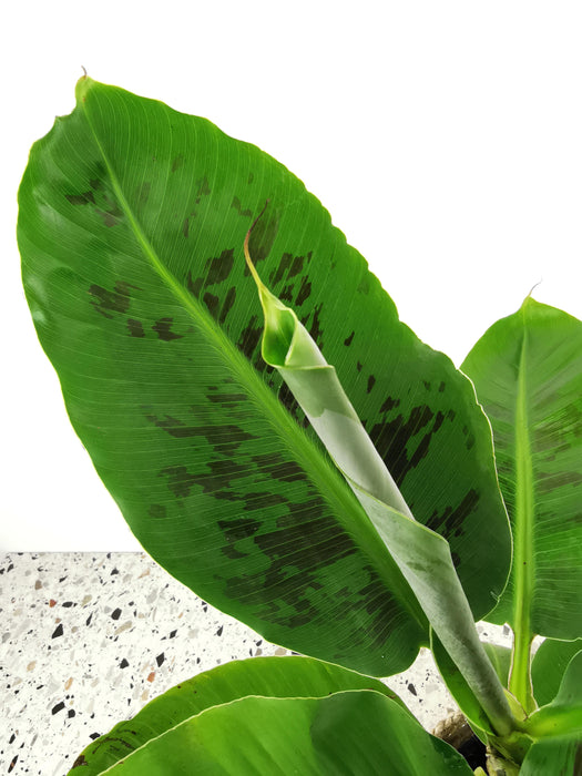 Musa acuminata tropicana