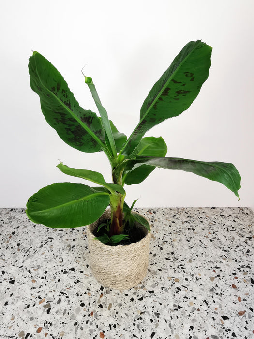 Musa acuminata tropicana