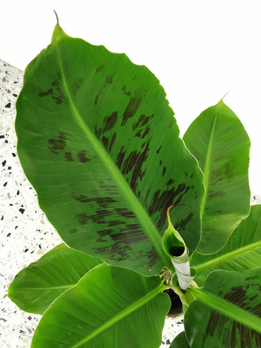 Musa acuminata tropicana