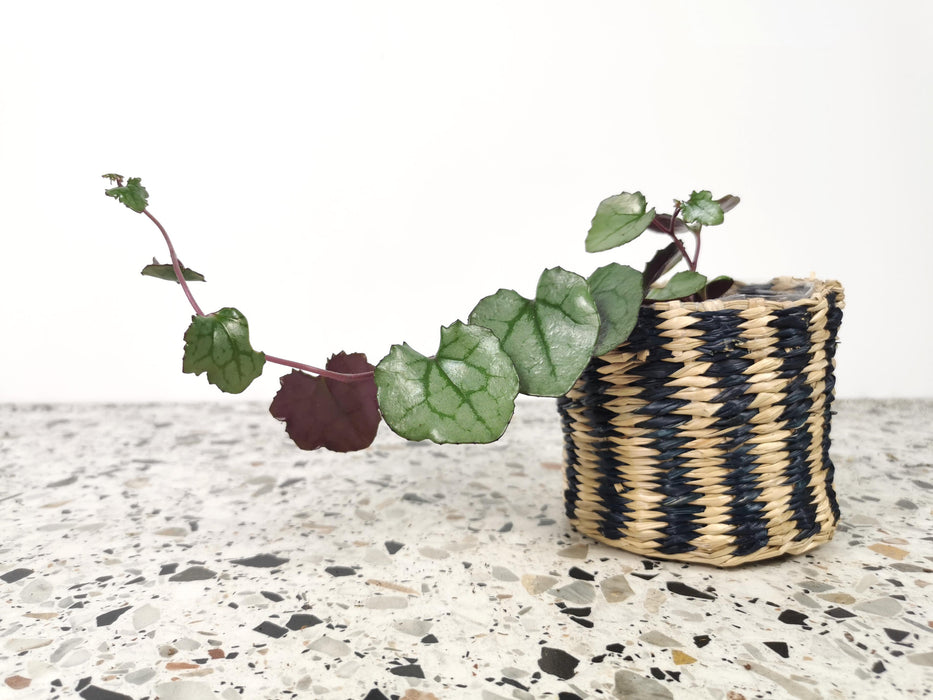 Senecio mikanioides magic marble