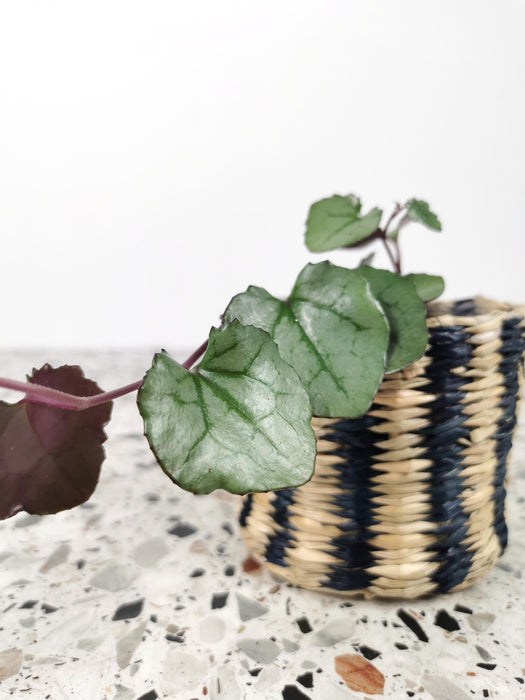 Senecio mikanioides magic marble