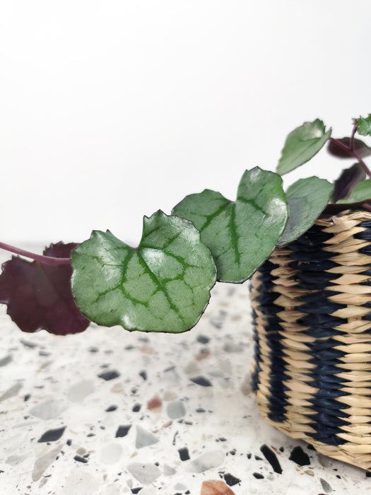 Senecio mikanioides magic marble
