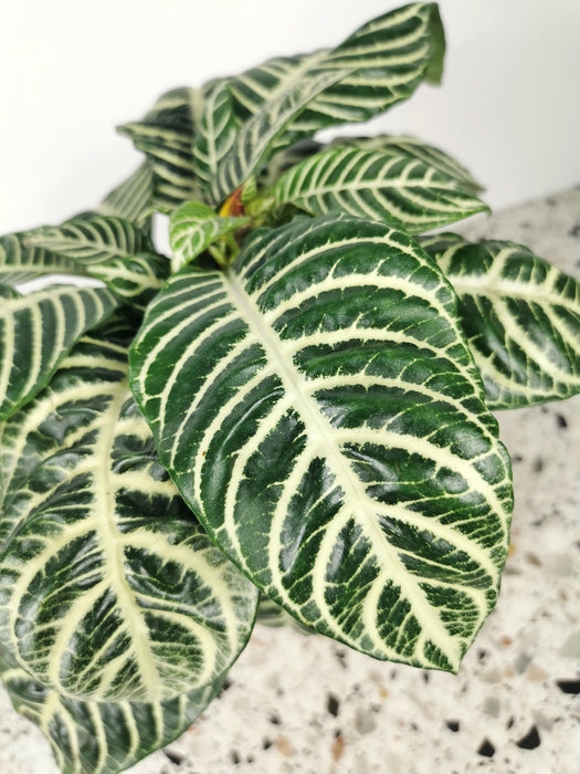 Aphelandra botanica