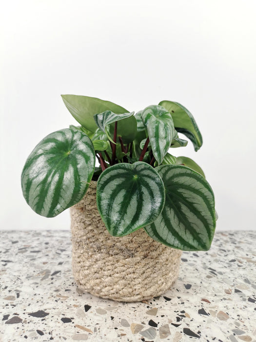 Peperomia argyreia Watermelon