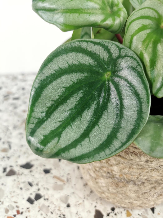 Peperomia argyreia Watermelon