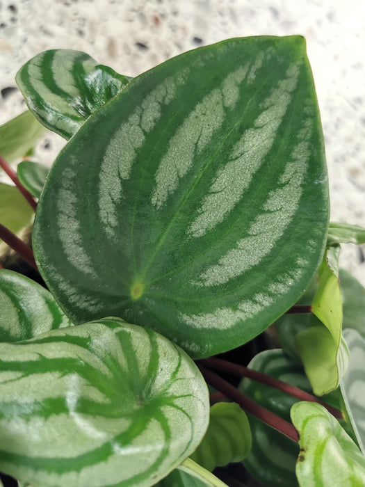 Peperomia argyreia Watermelon