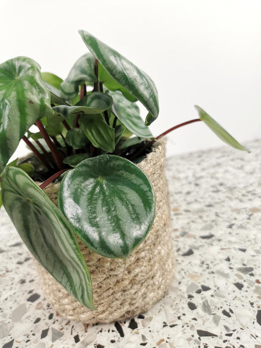 Peperomia argyreia Watermelon