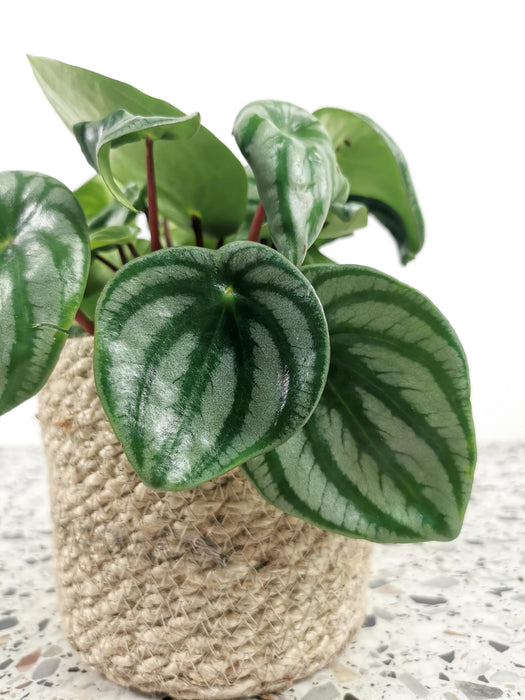Peperomia argyreia Watermelon