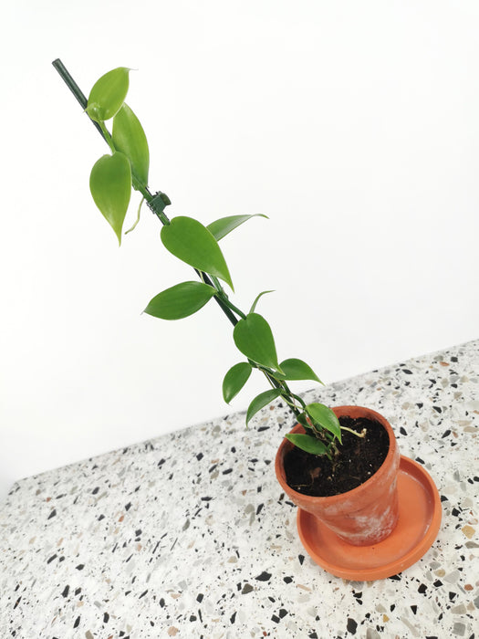 Vanilla planifolia