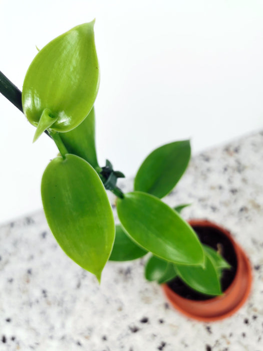 Vanilla planifolia