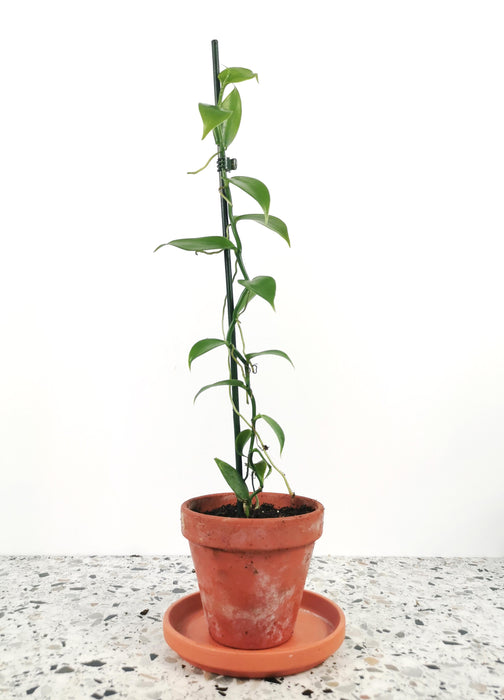 Vanilla planifolia