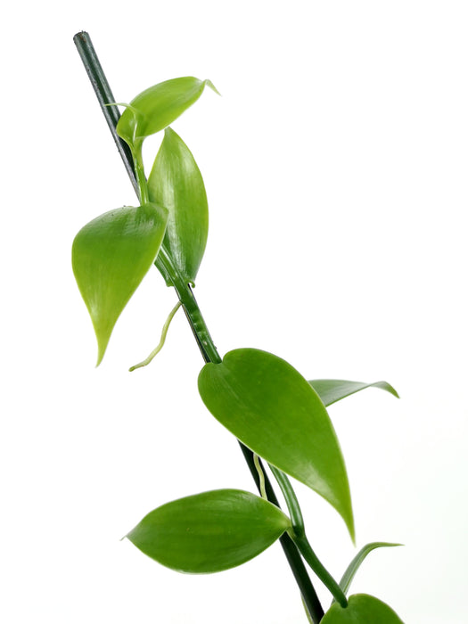 Vanilla planifolia