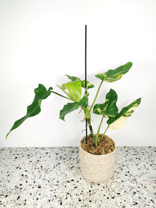 Philodendron domesticum variegata - Large