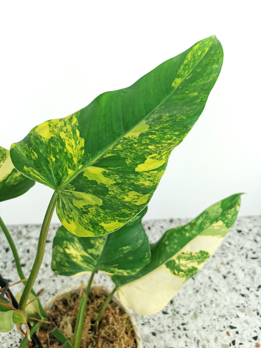 Philodendron domesticum variegata - Large