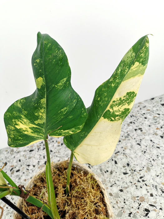 Philodendron domesticum variegata - Large