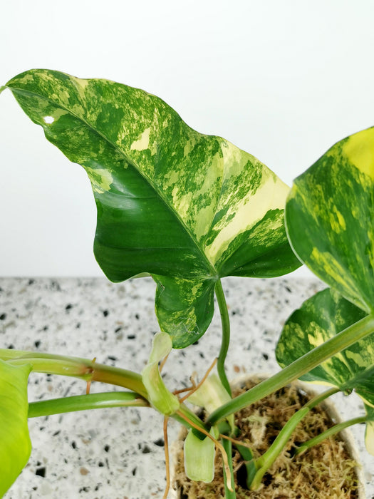 Philodendron domesticum variegata - Large