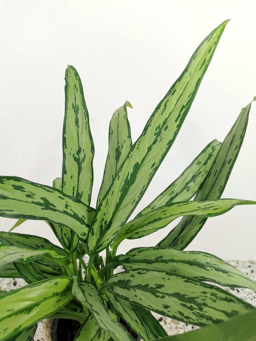 Aglaonema cutlass