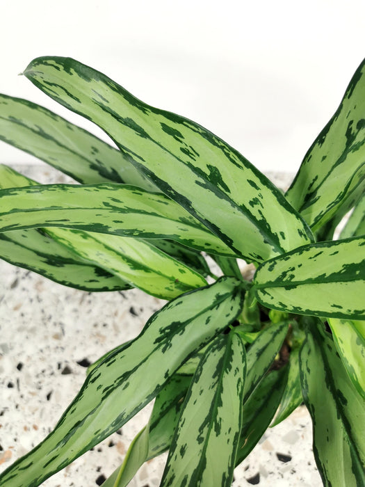 Aglaonema cutlass